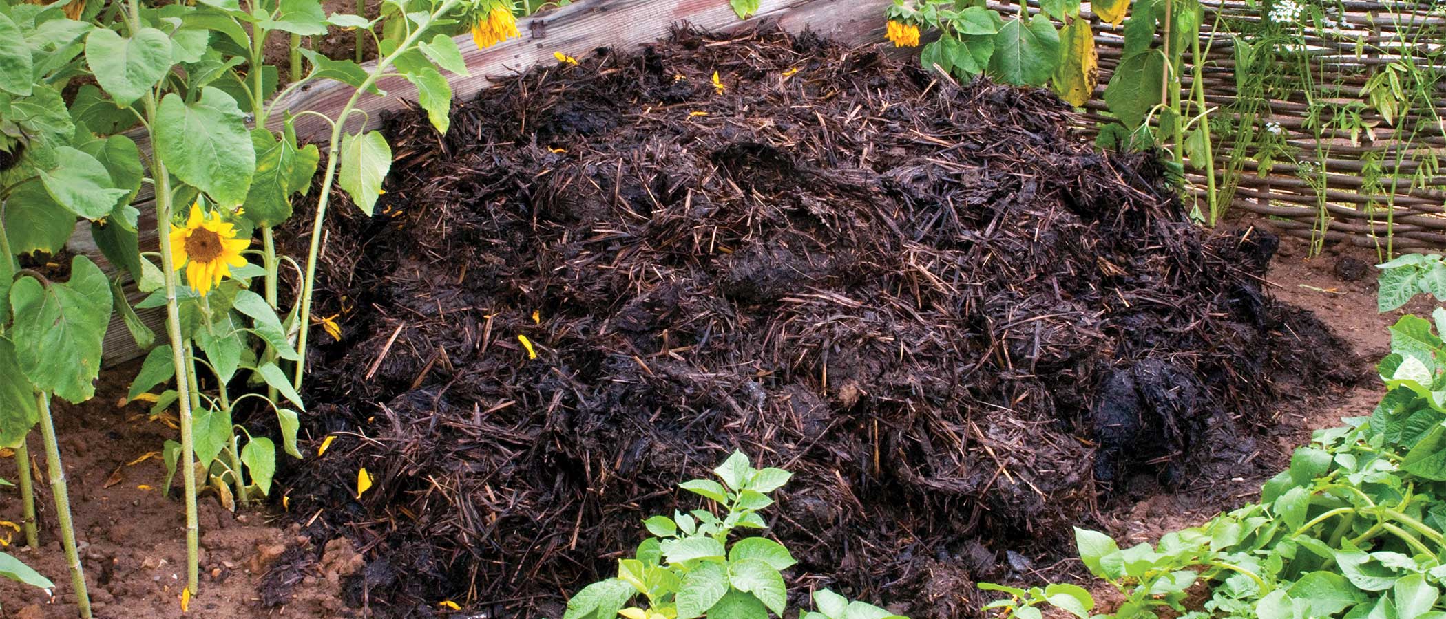 Compost pile in a home garden.