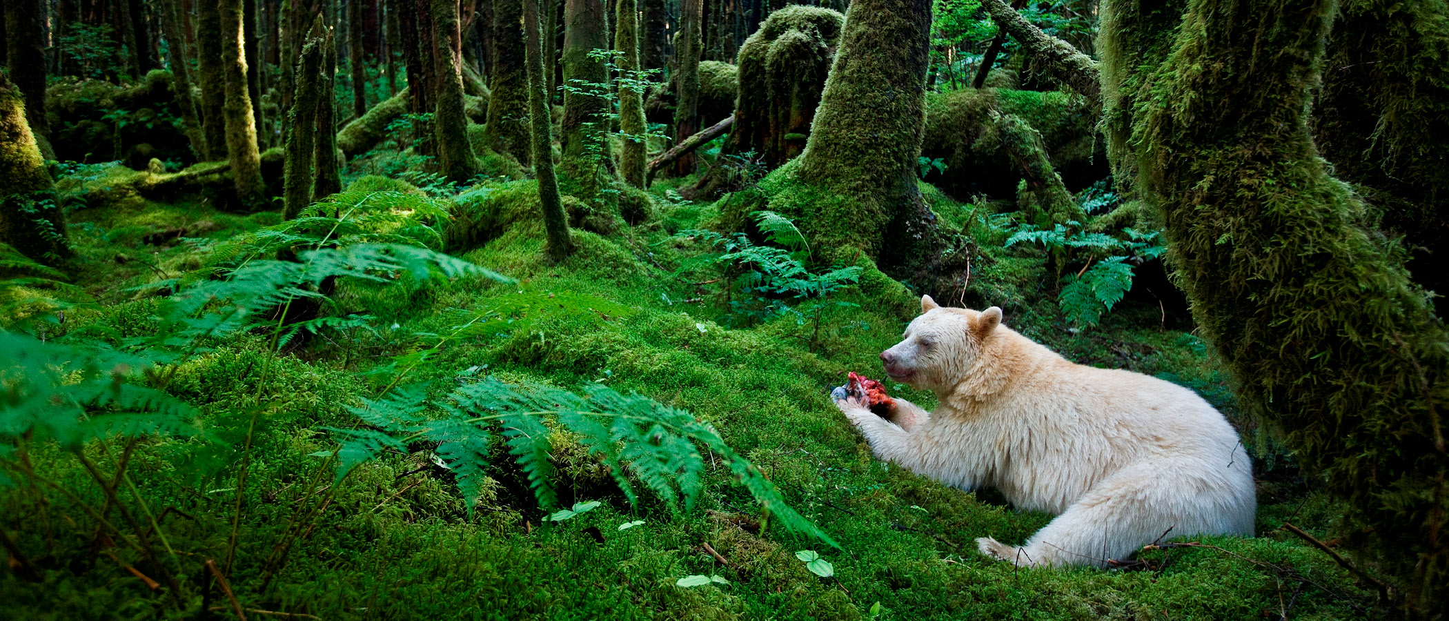 Kermode bear in a lush green temperate rainforest
