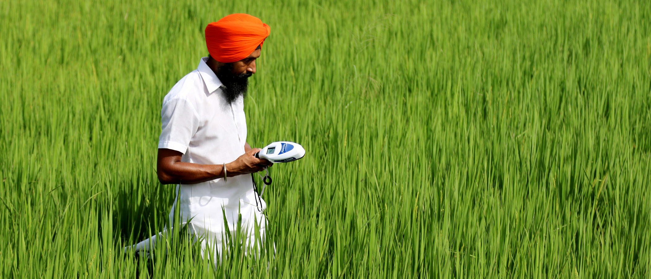 Researcher standing in a rice field in the state of Punjab