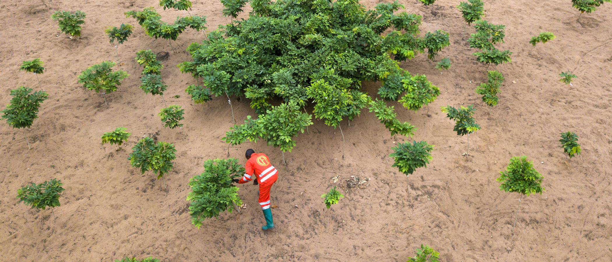Worker tending young trees