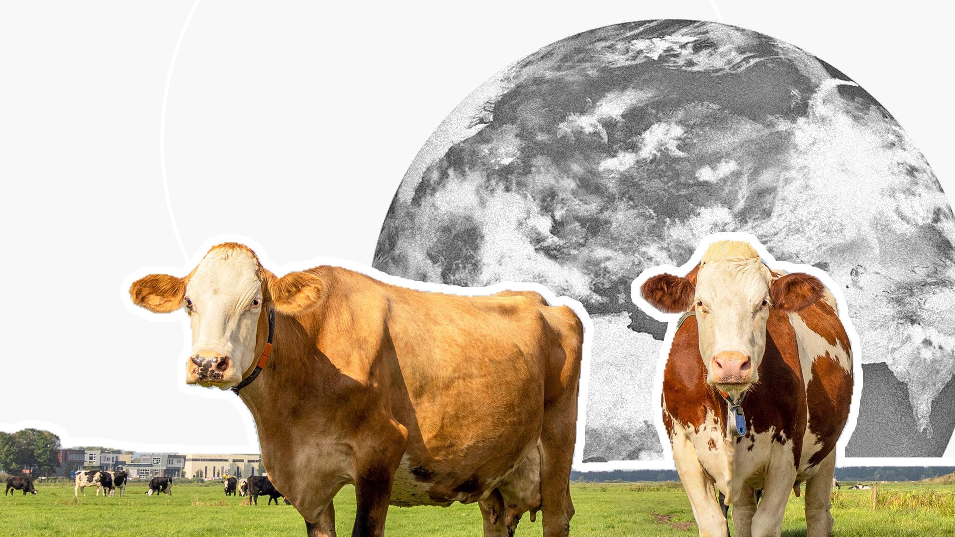 Photo illustration of cows and satellite view of Earth.