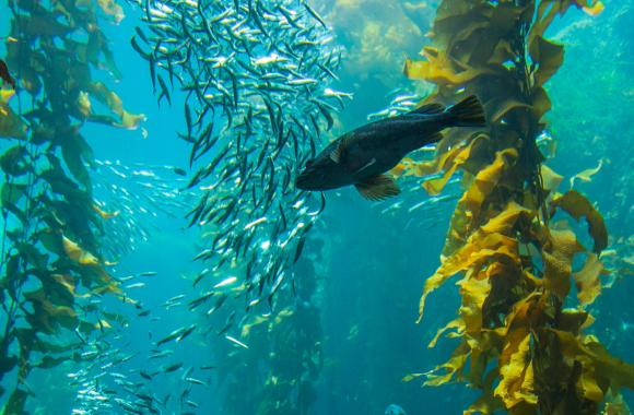 Undersea kelp forests in California