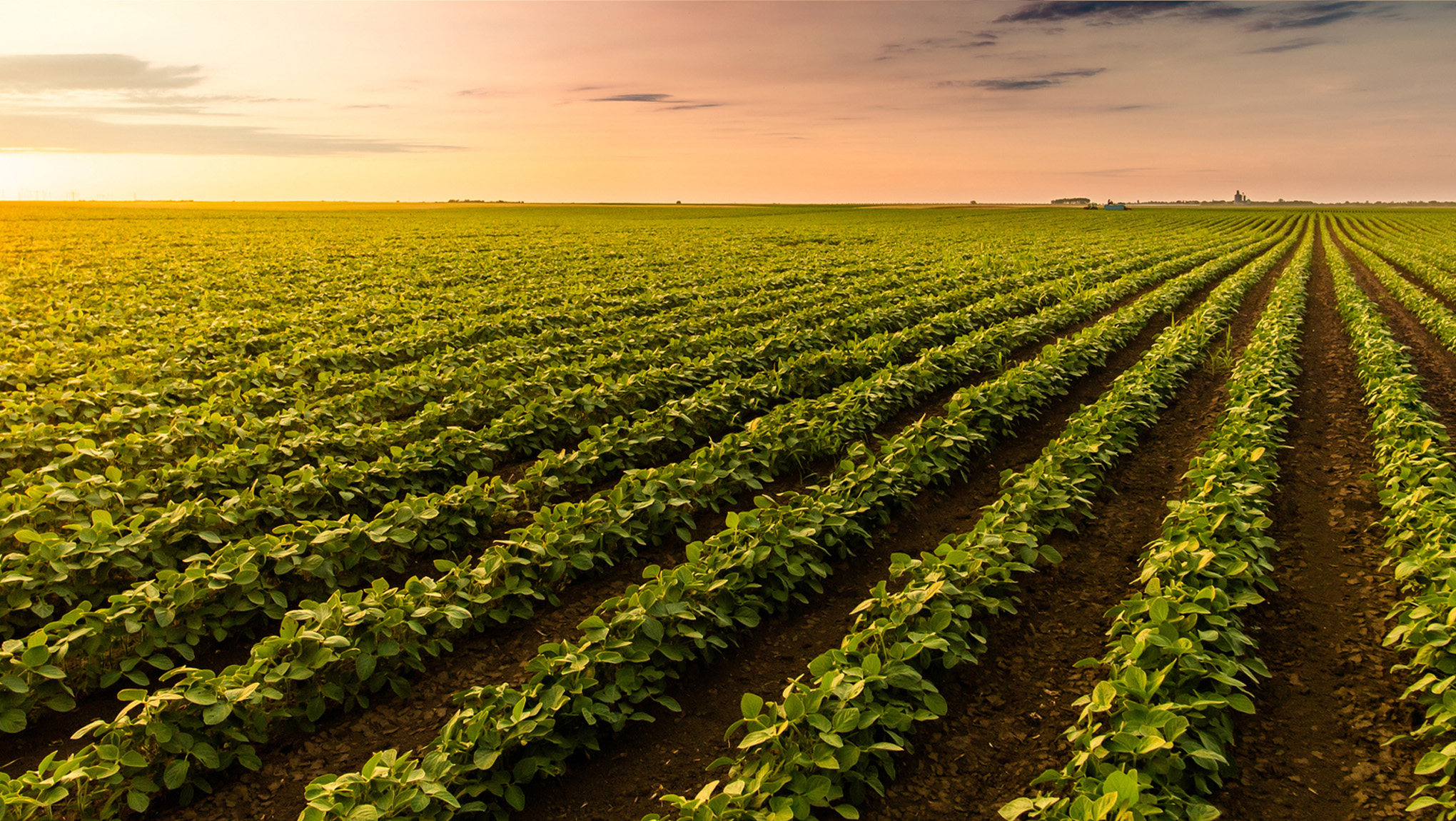 farm field illustrating food and climate solutions