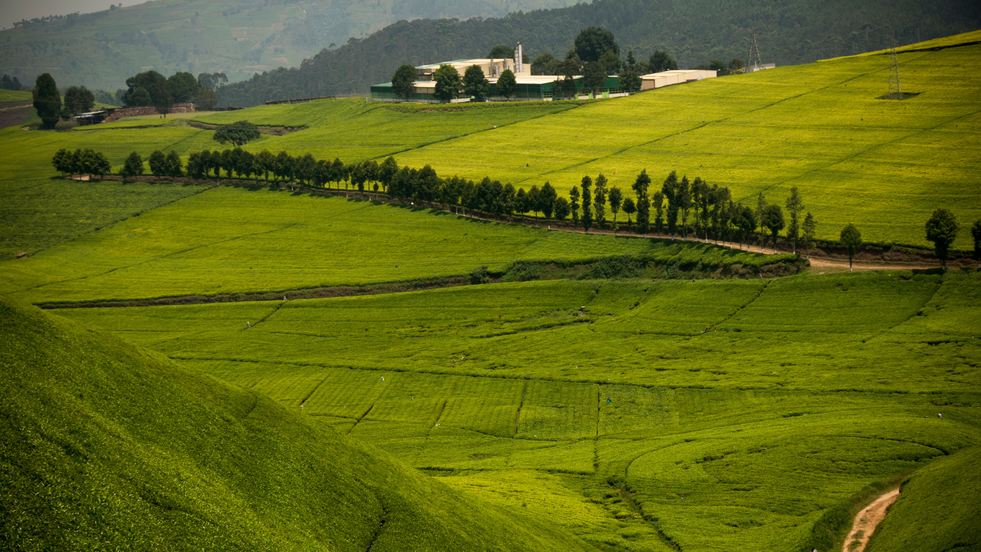 Farm fields