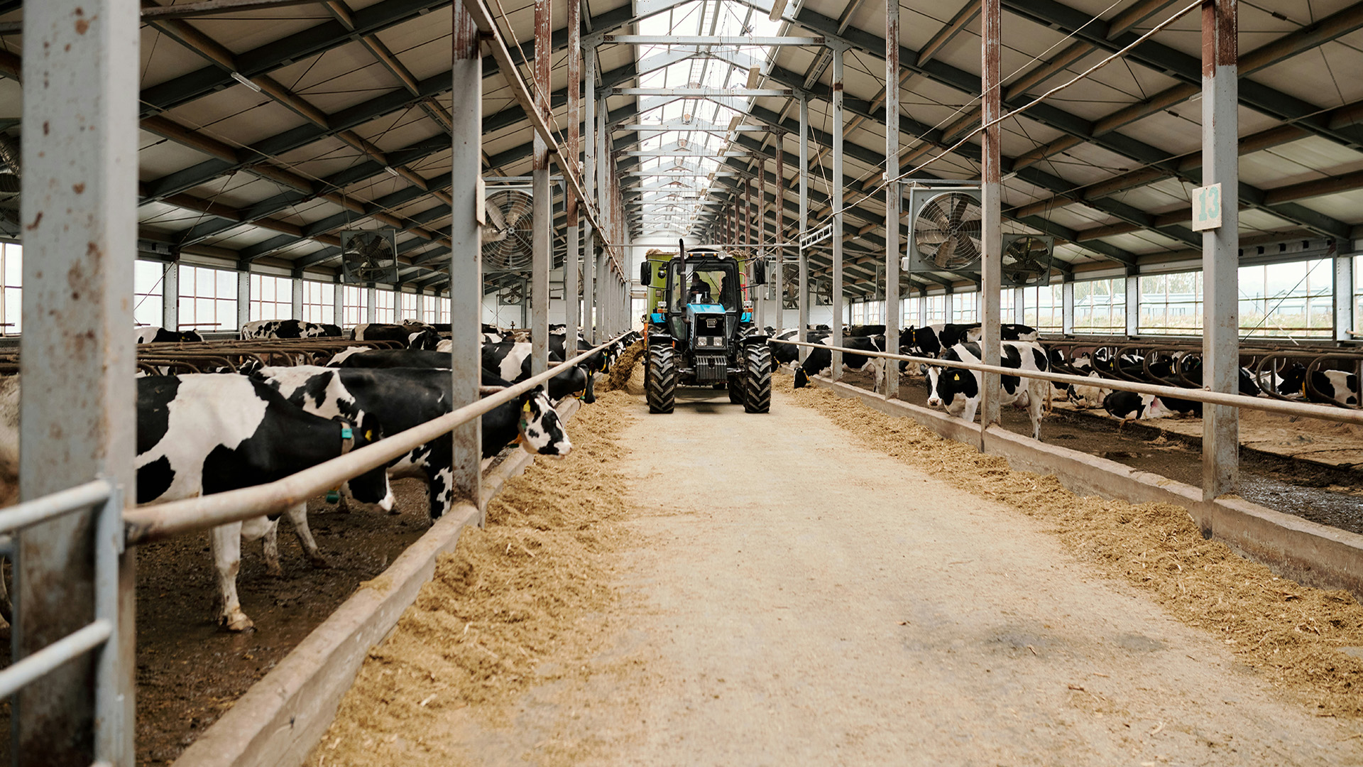 A tractor driving through a feedlot