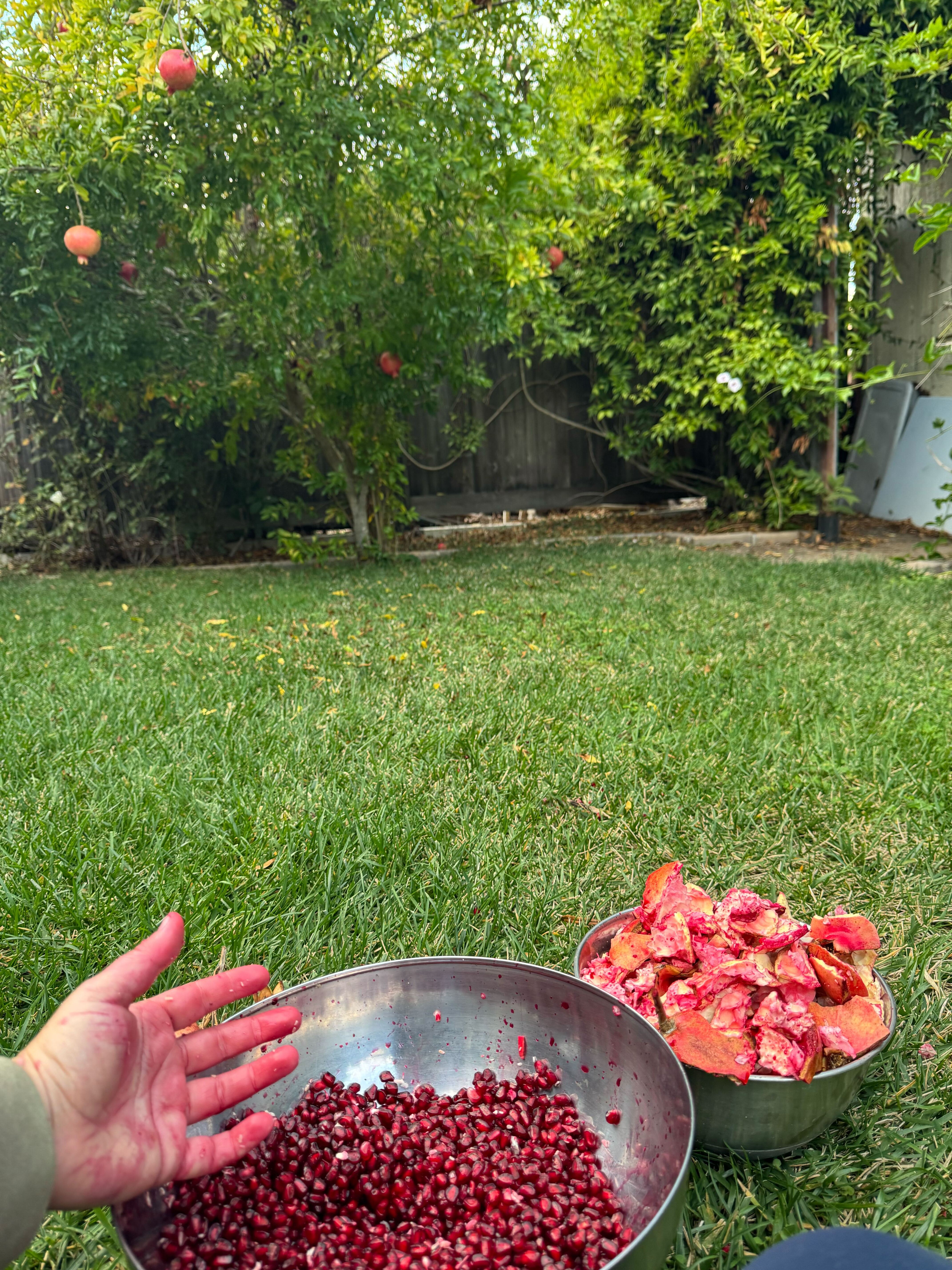 An image of a bowl of pomegranate seeds on a grassy lawn