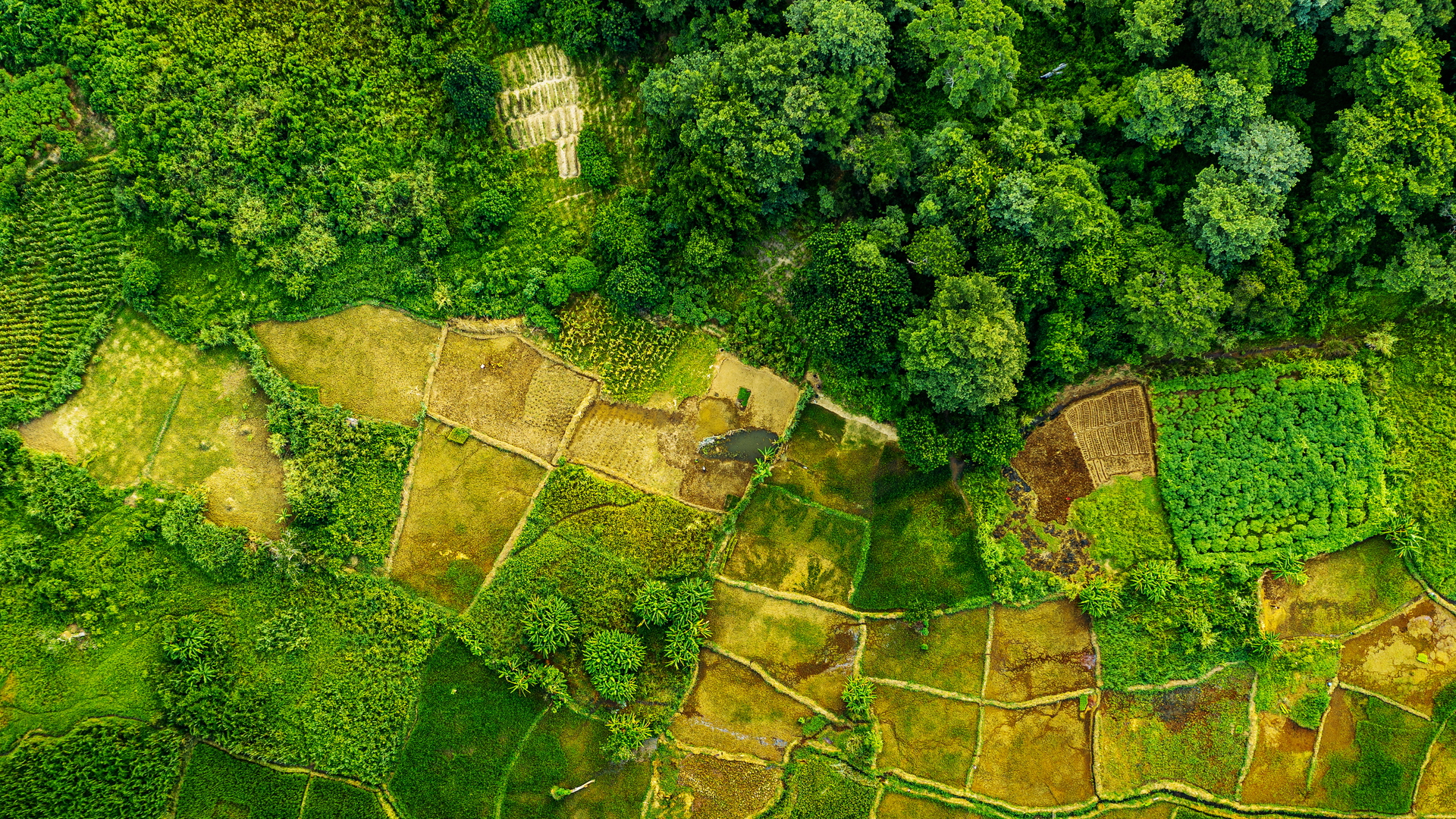 Aerial photo of forests and farmland