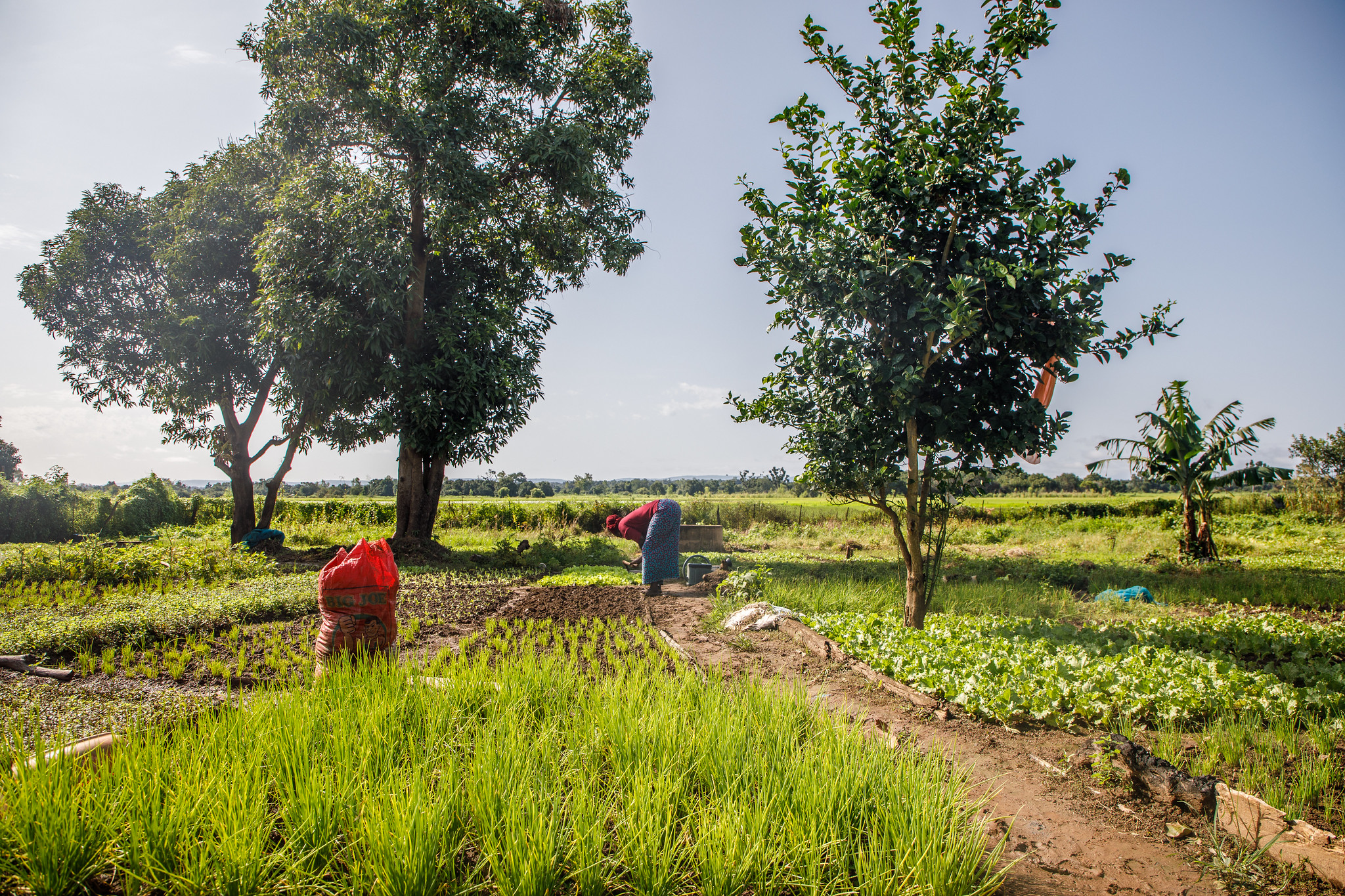 Photo of farming in Senegal, Credit: UN Women Africa