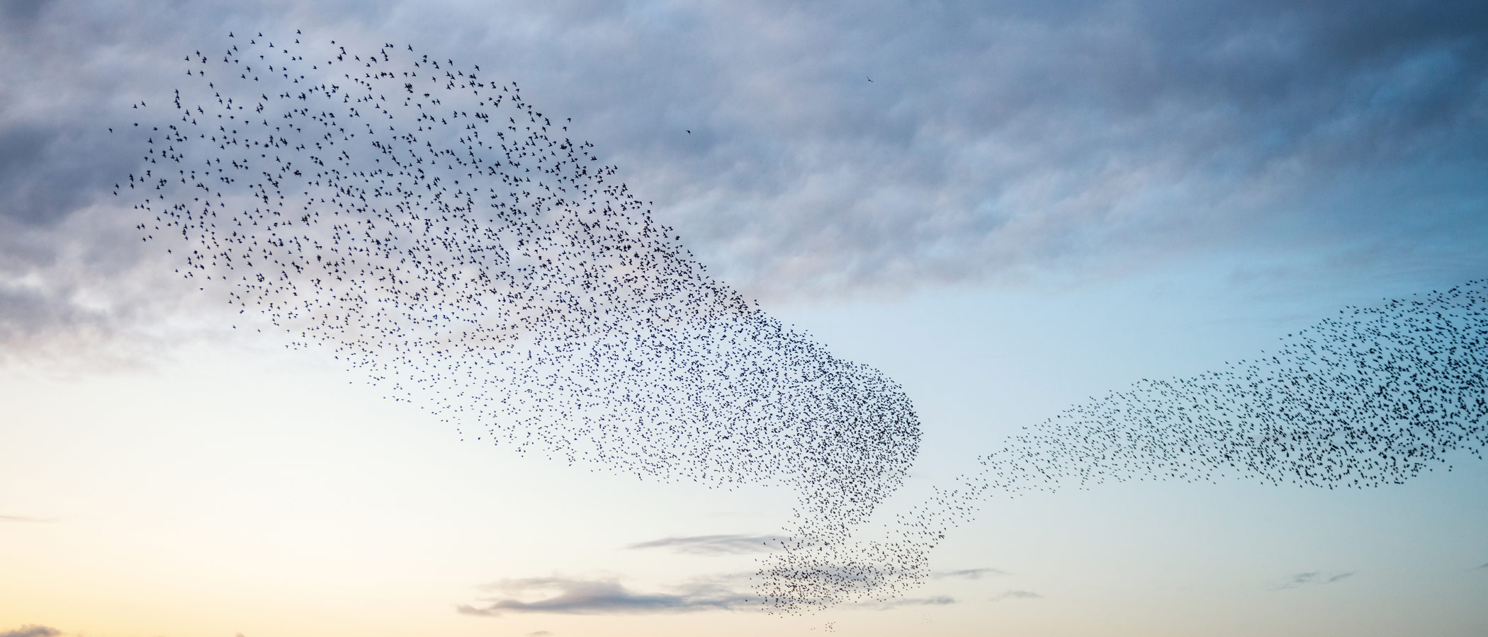 Birds flying together as a flock