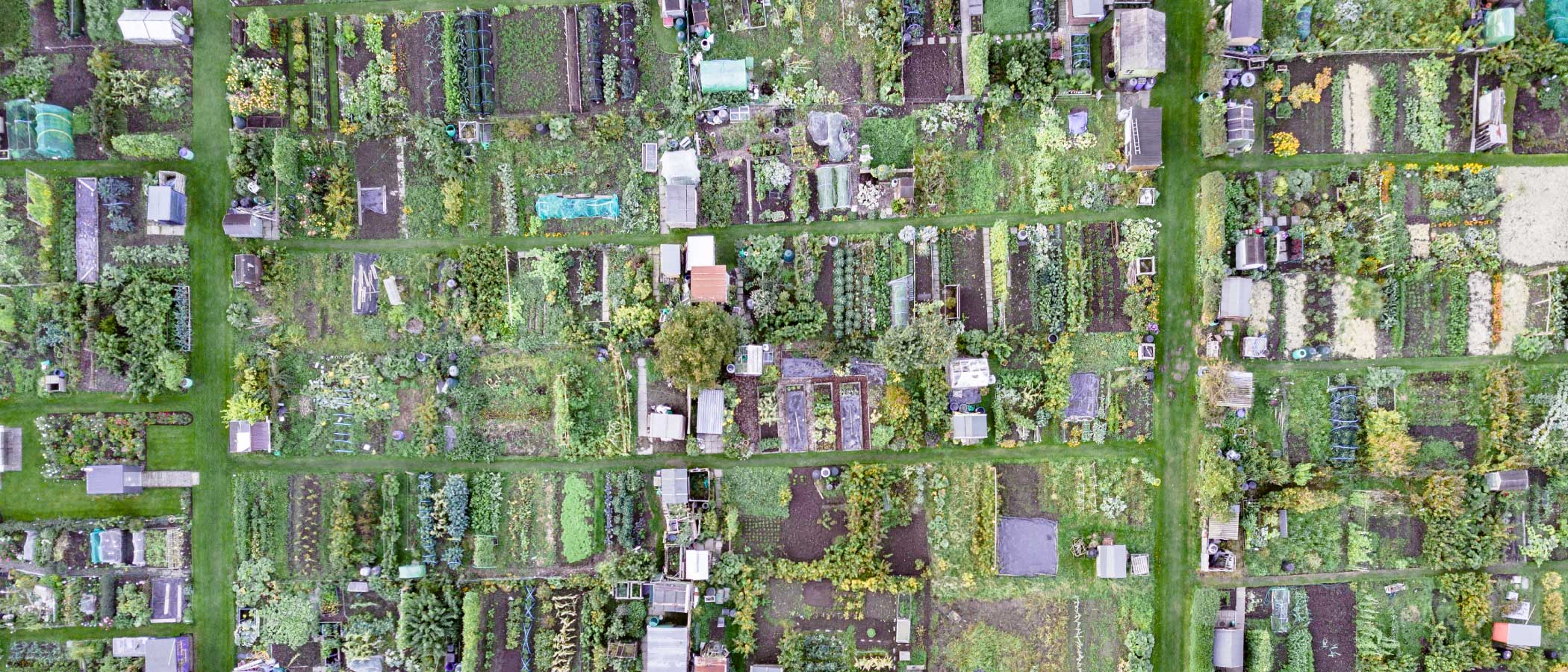 Aerial view of small neighborhood garden plots.