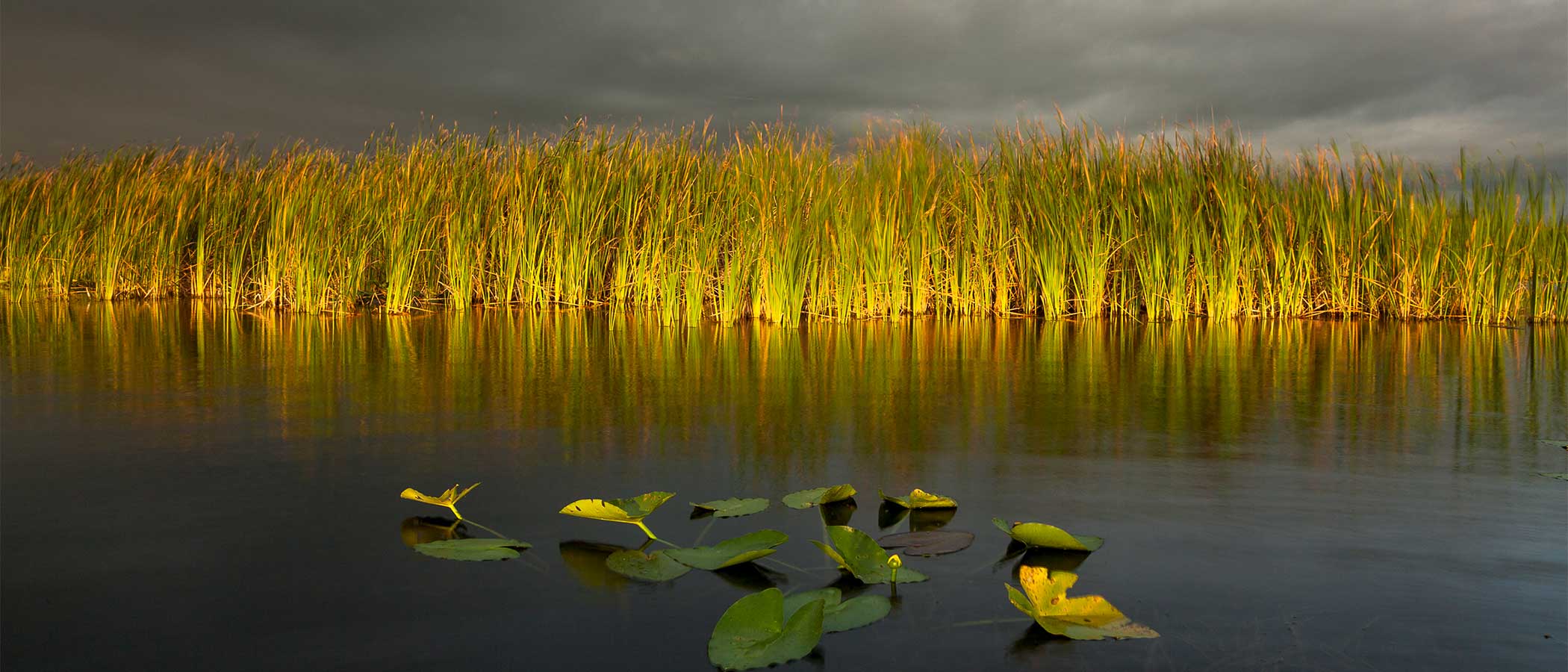 Sawgrasses and lilies in the Everglades.