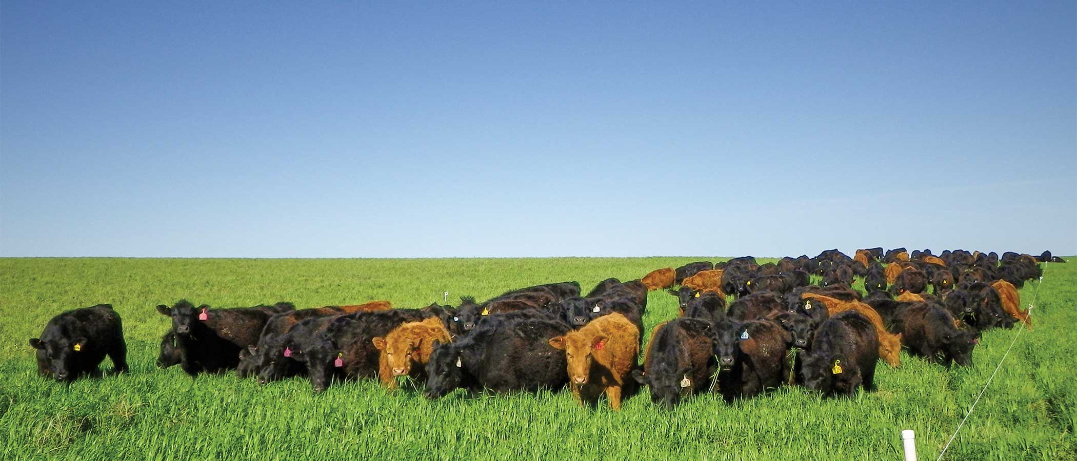 Herd of cattle grazing on Brown’s Ranch in North Dakota.