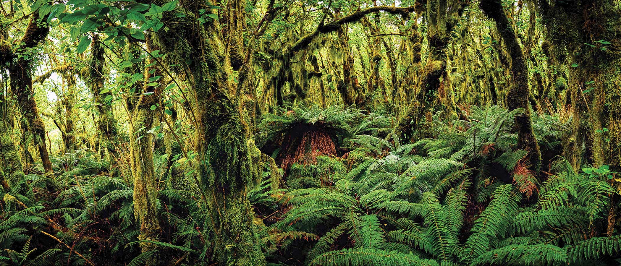 Moss, fern, and southern beech trees in Fiordland National Park on the South Island of New Zealand.