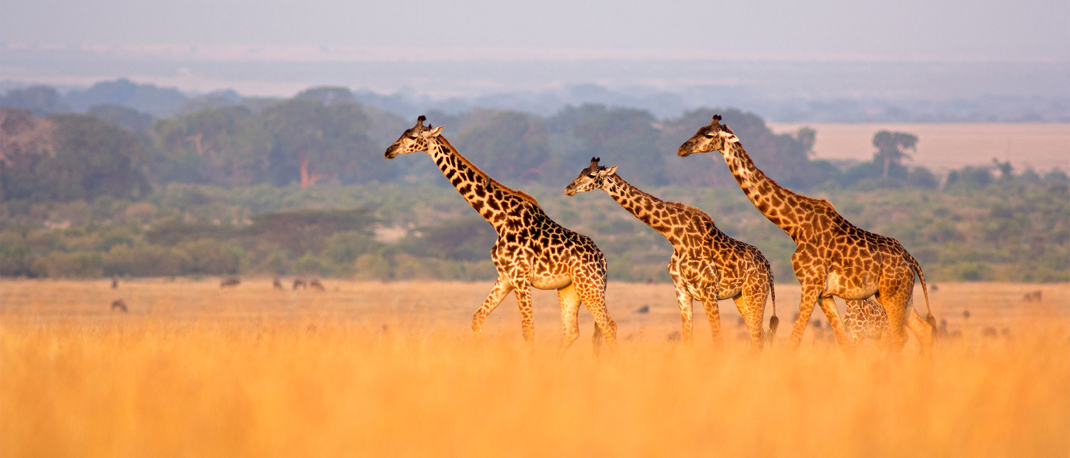 Giraffe on the grasslands of Masai Mara, Kenya