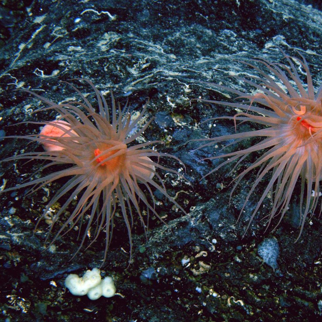 An image of a seafloor featuring two pinkish-orange anemones