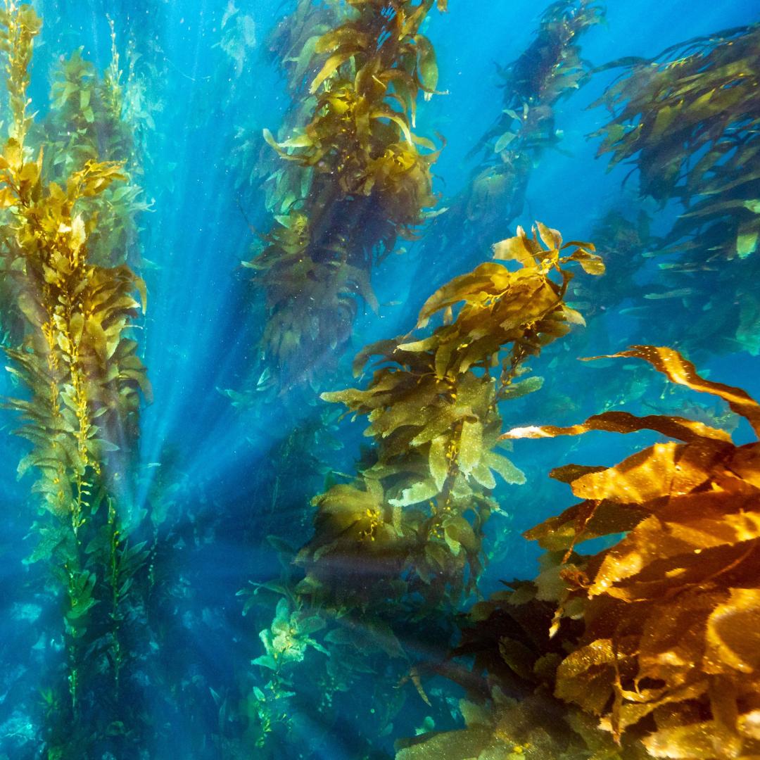 Seaweed