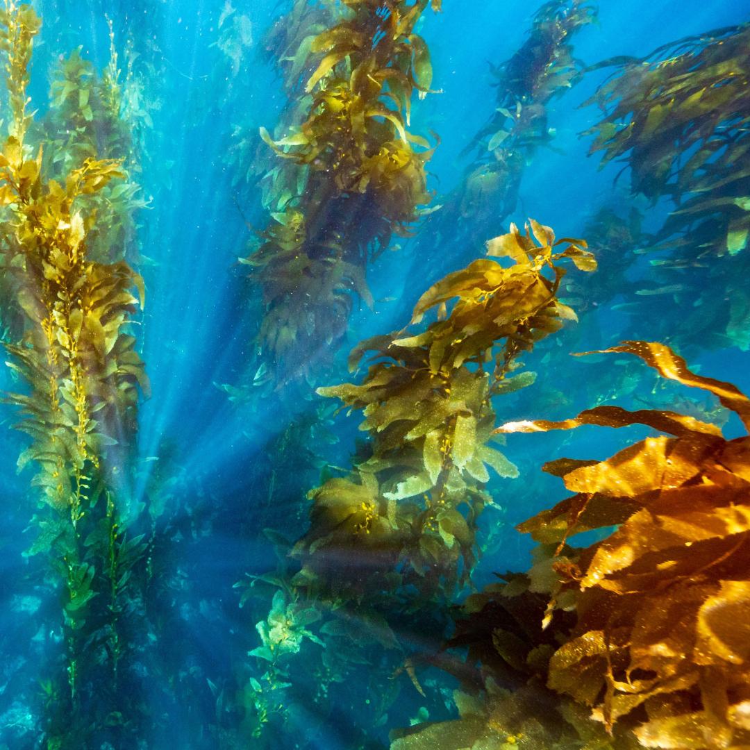 An image of seaweed drifting in the ocean