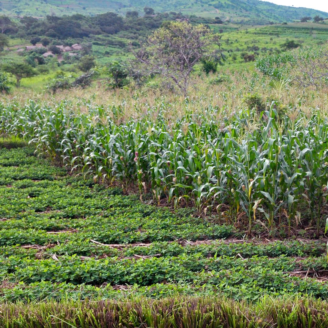 Nature protection and annual cropping solutions
