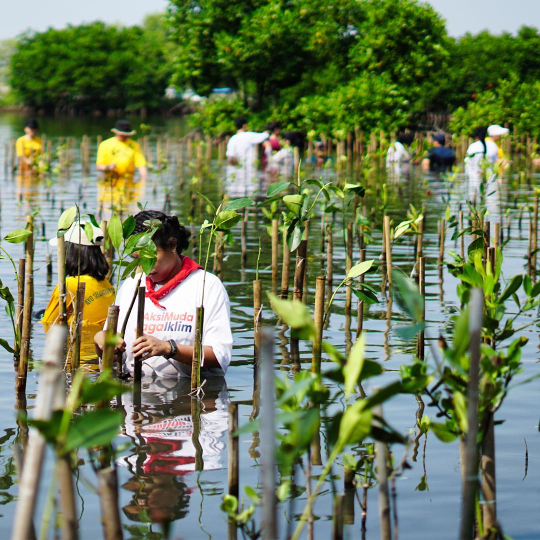 People planting mangroves