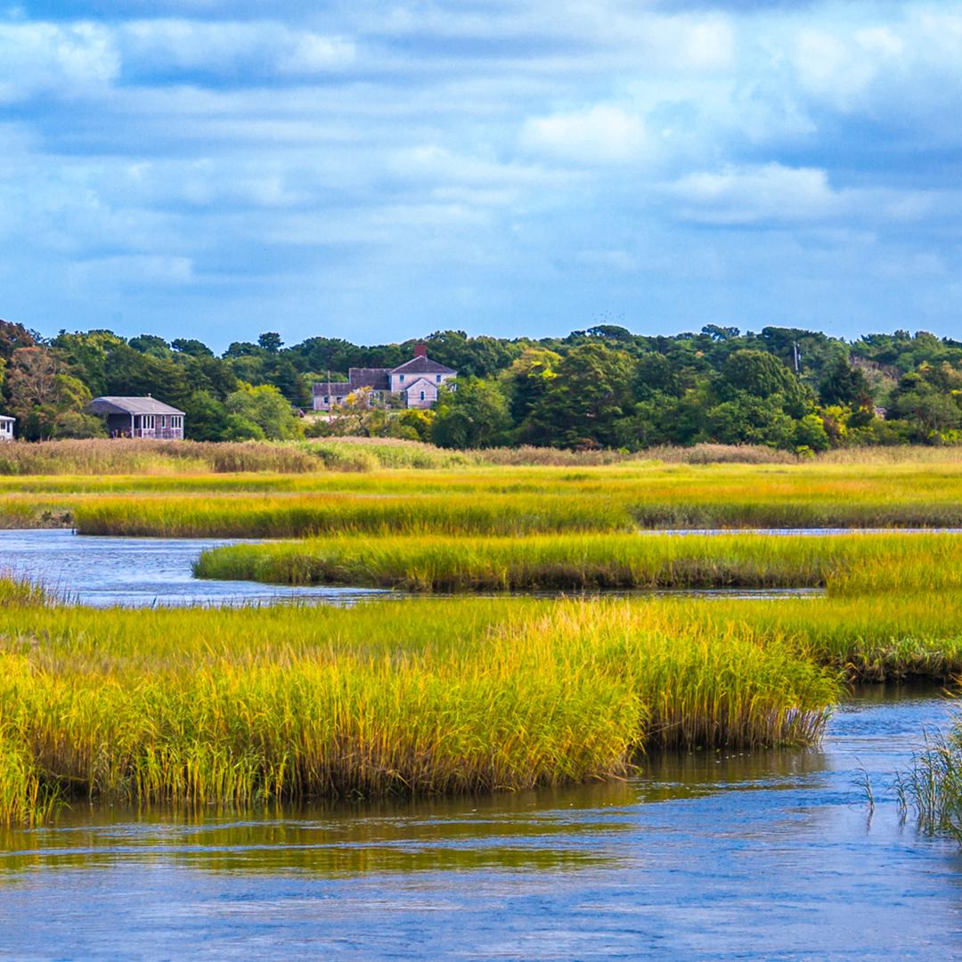 Salt marsh ecosystem