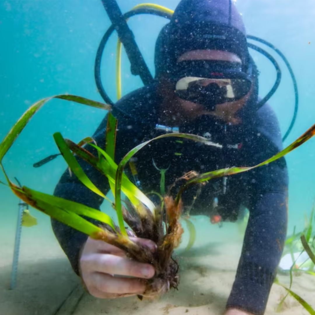 Photo of a diver planting seagrass