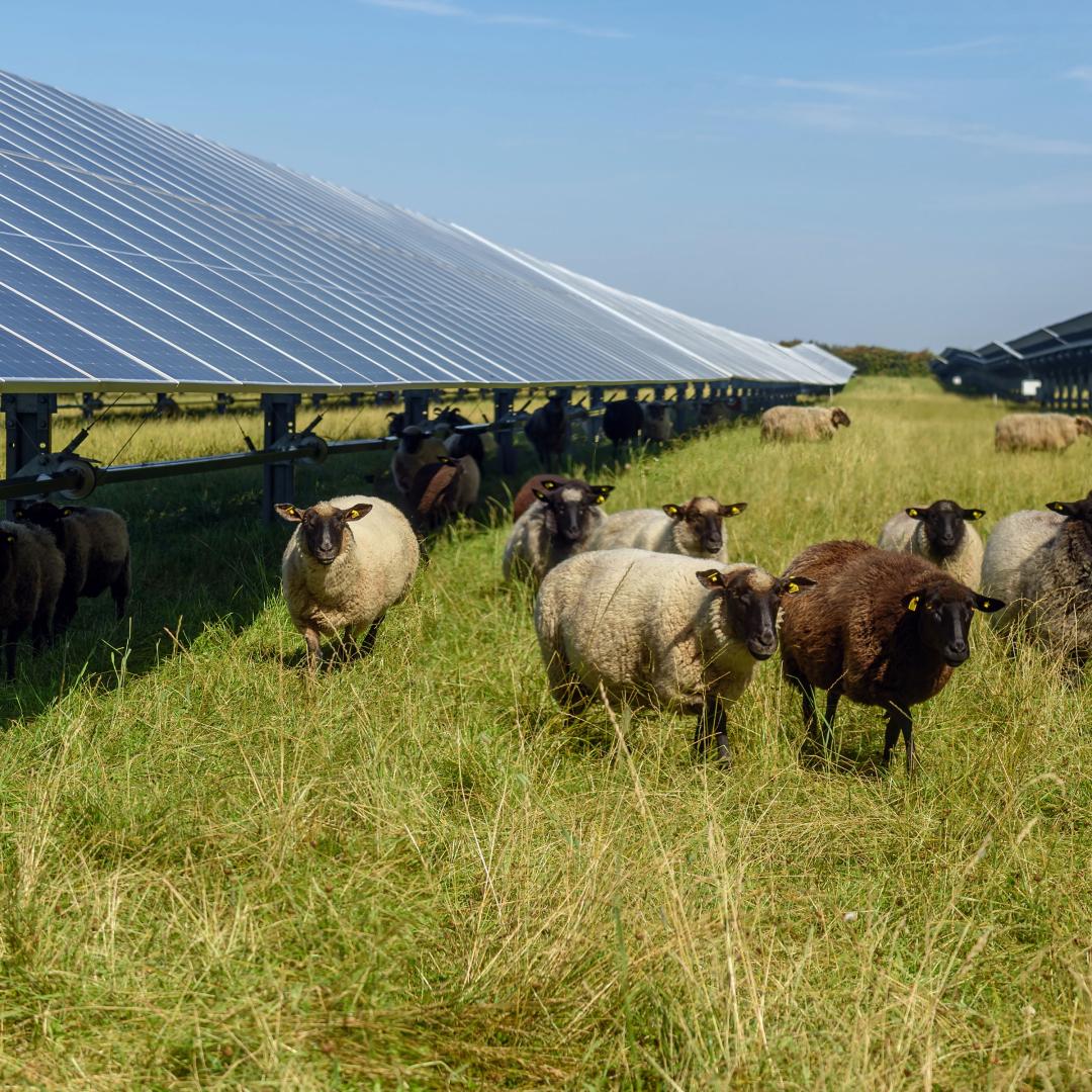 Sheep in a pasture with solar panels