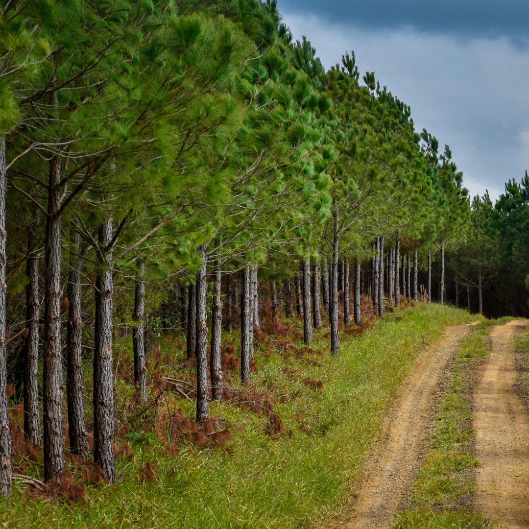 Tree plantation