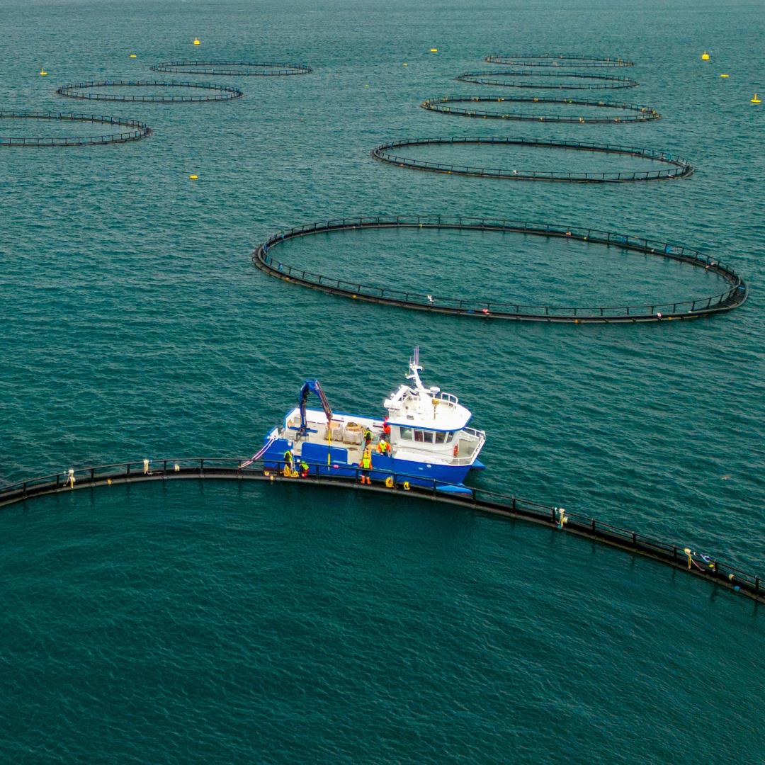 An image of a boat next to an enclosed net used for aquaculture