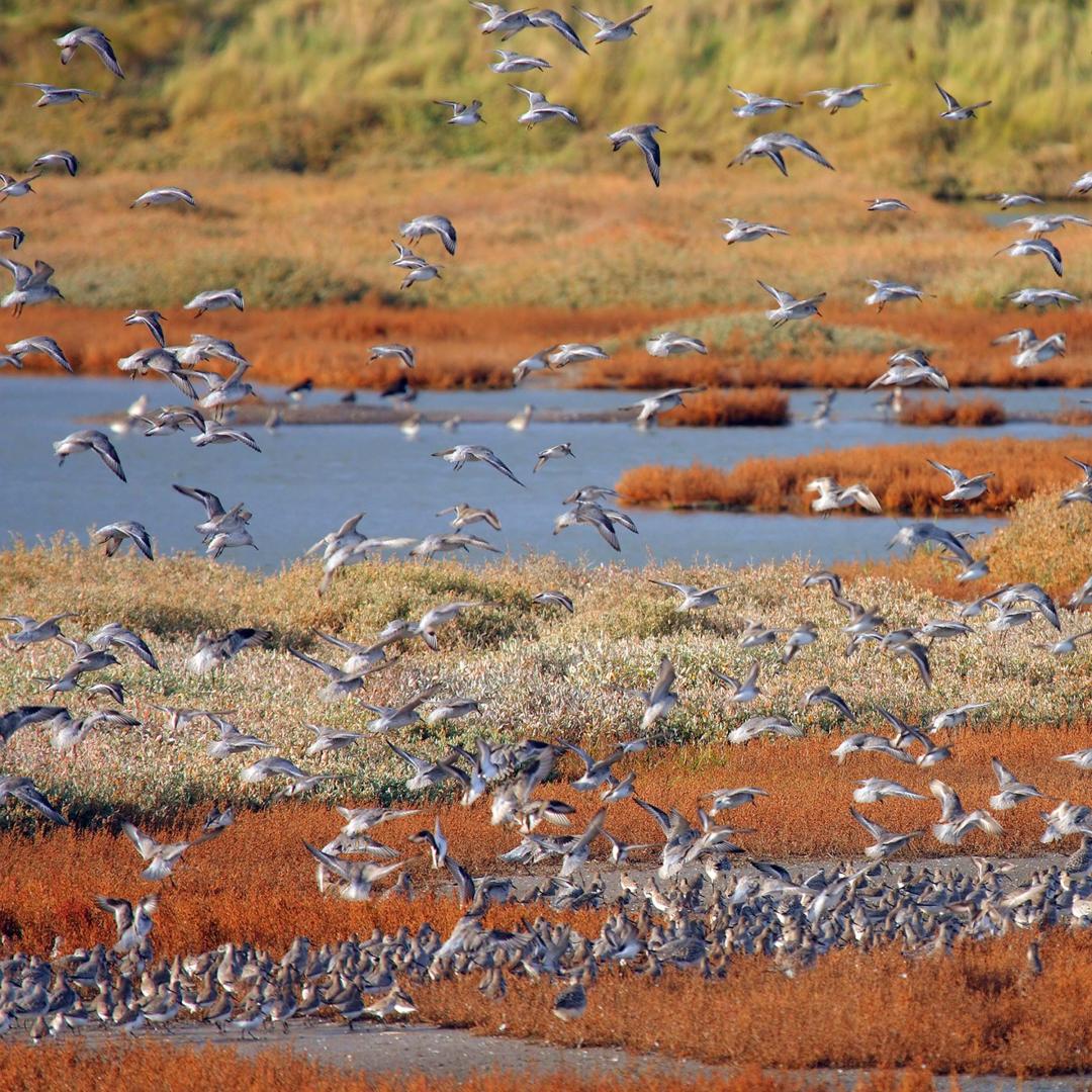 Birds flying over wetland