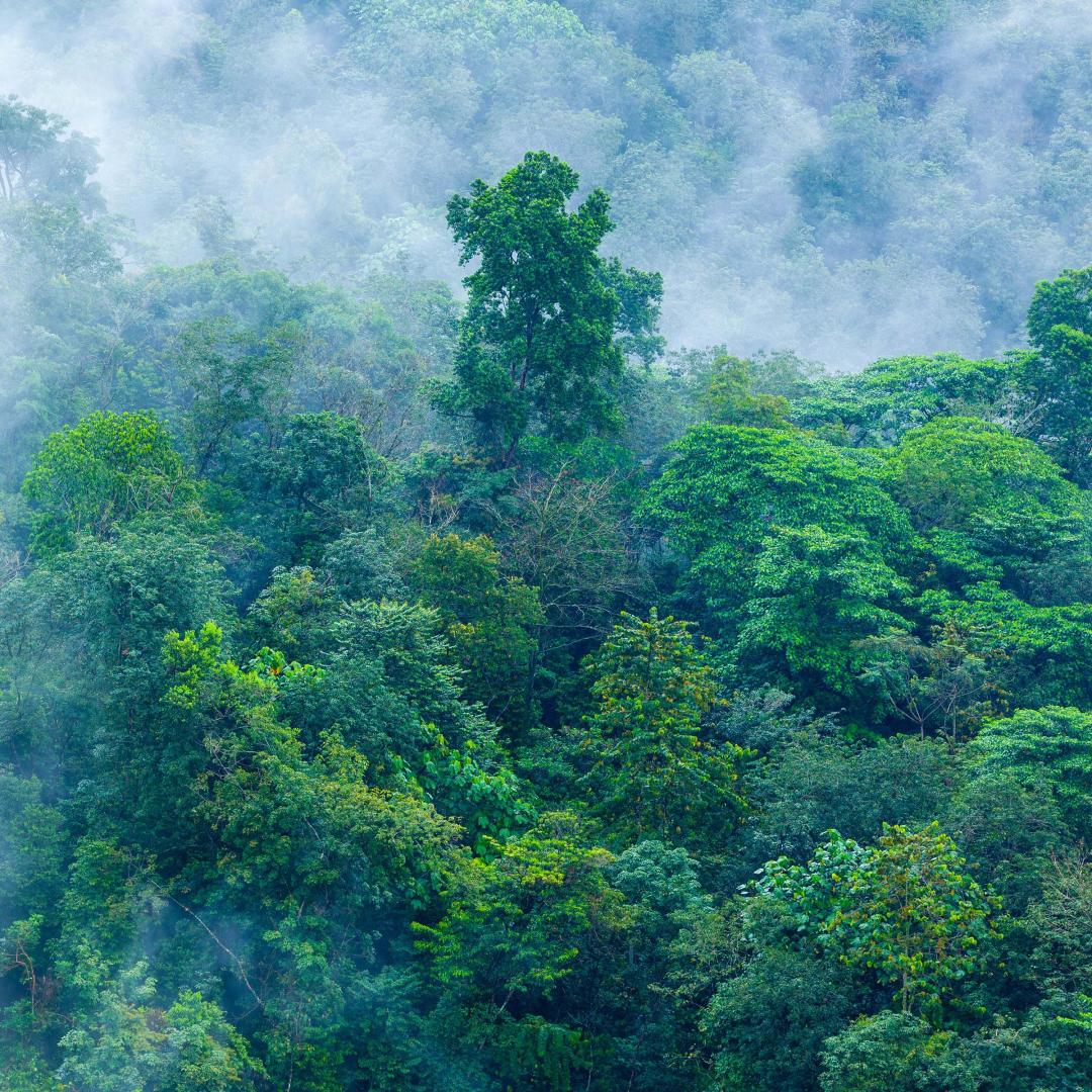 Fog sitting among trees of a dense forest canopy