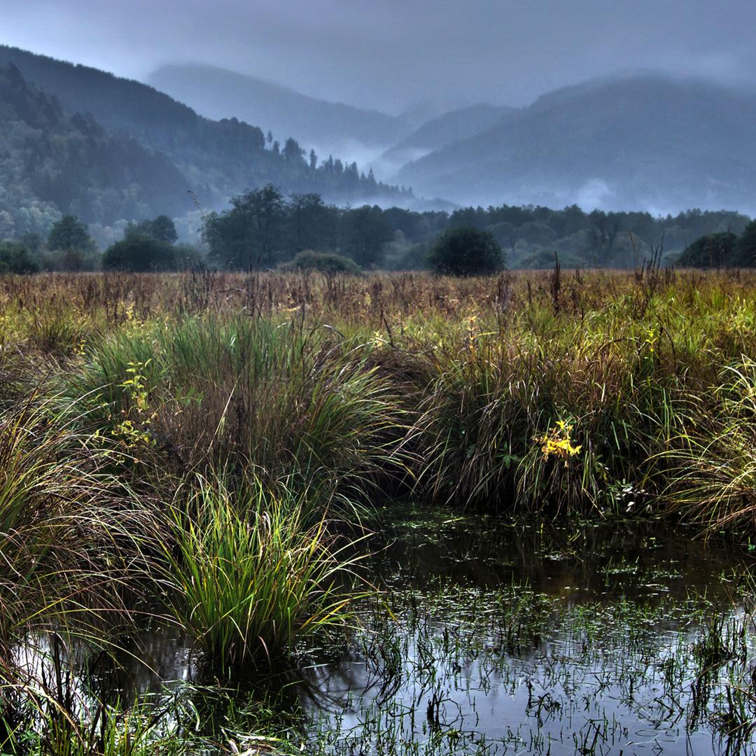 Peatland