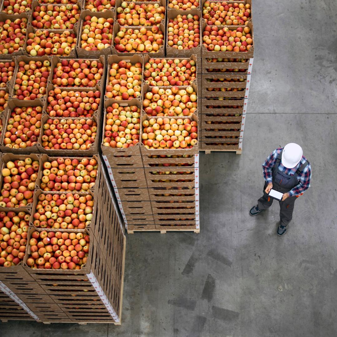 Apples in crates with worker on tablet