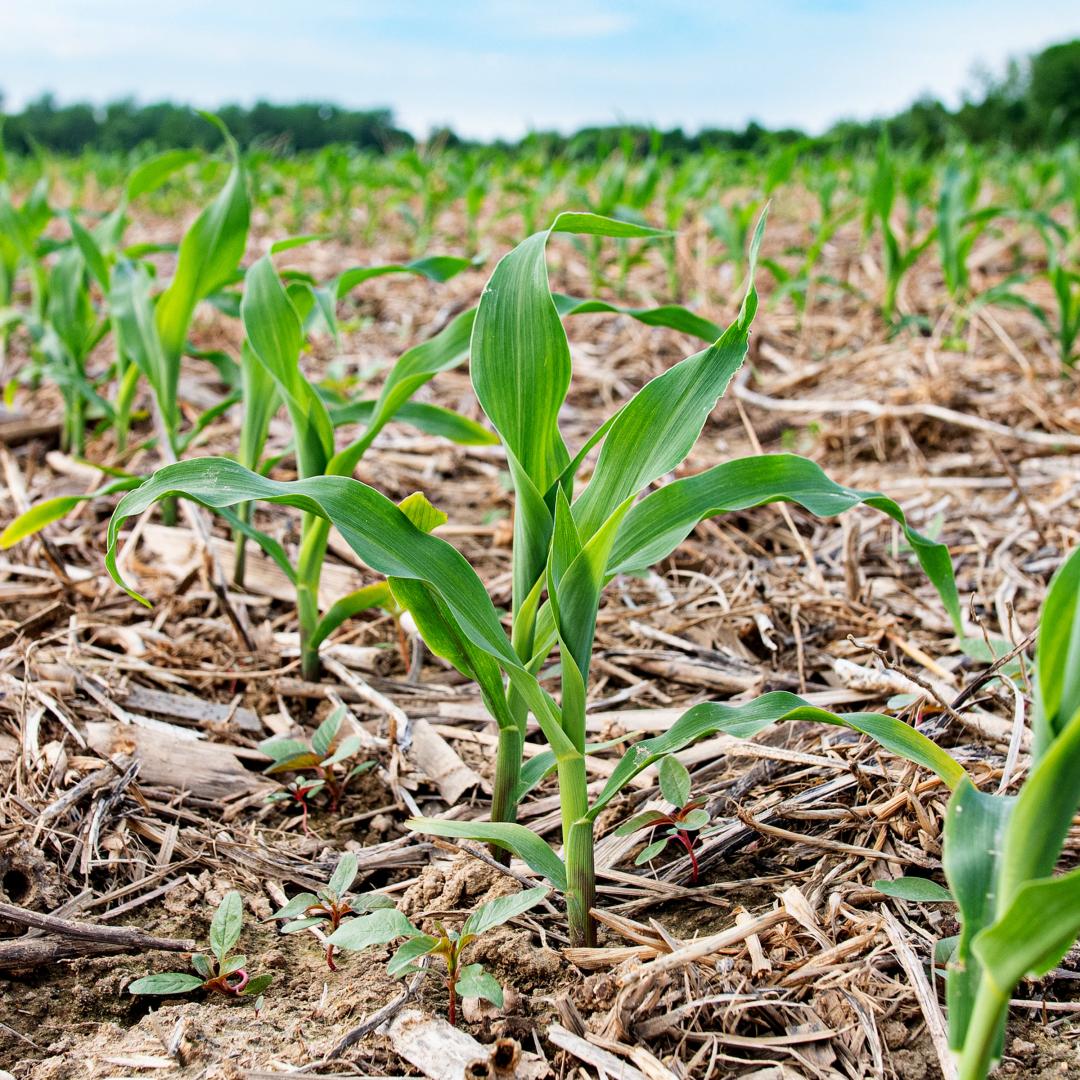 Cornfield with crop residue