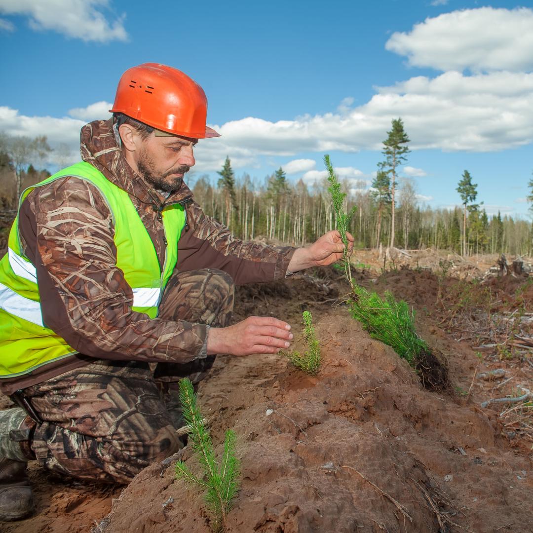 person planting trees