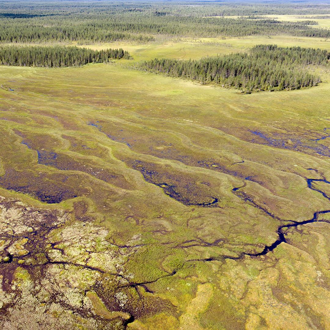 Boreal peatland restoration