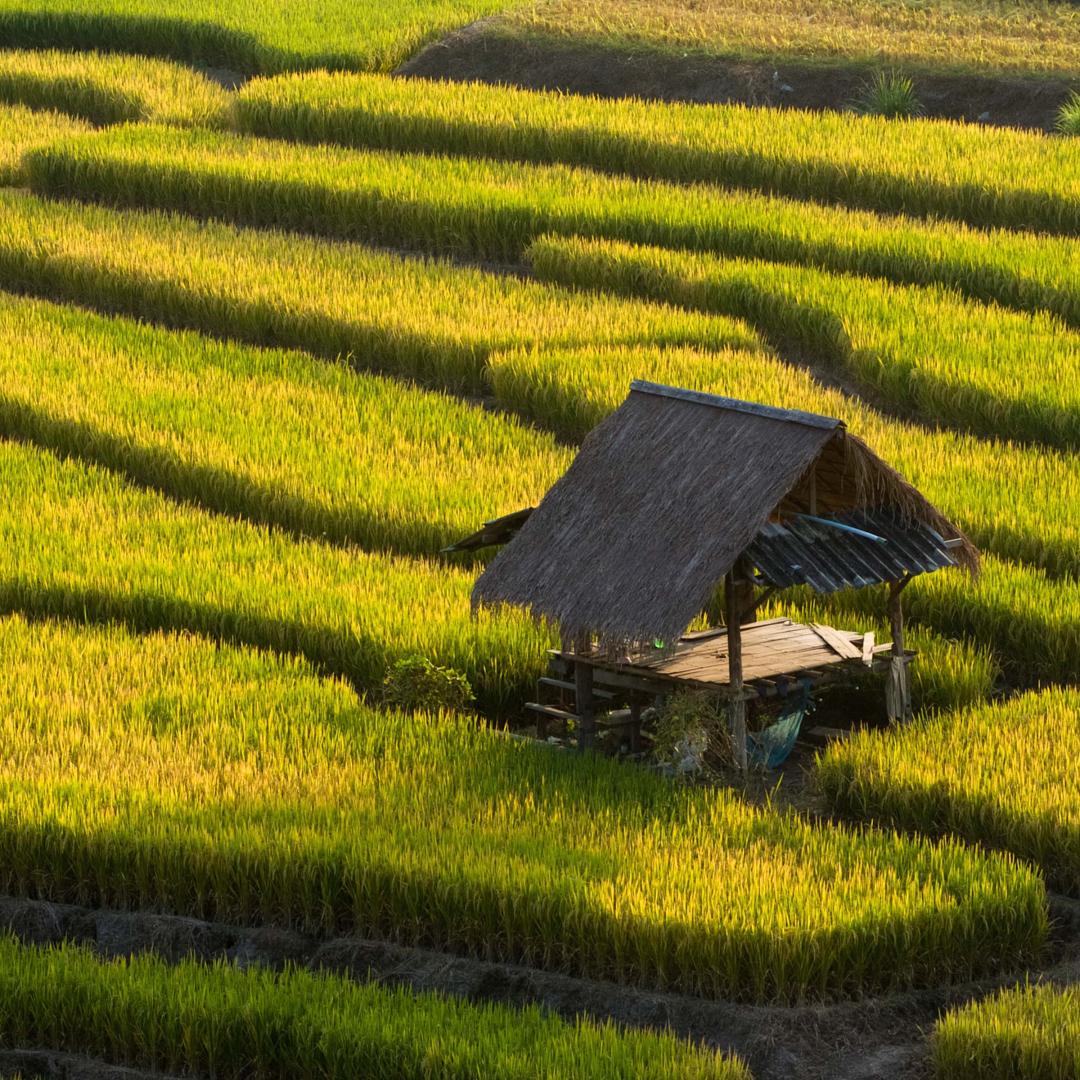 Rice field