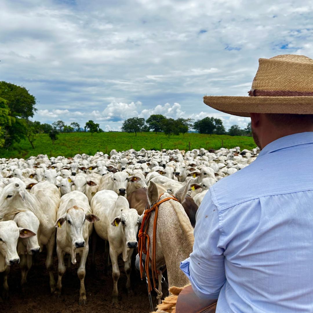 Person on horseback facing a herd of cattle