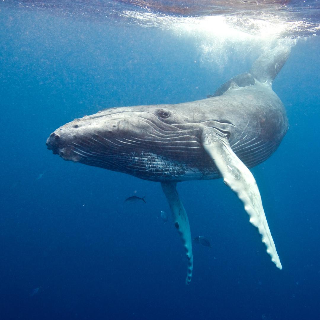 Big whale