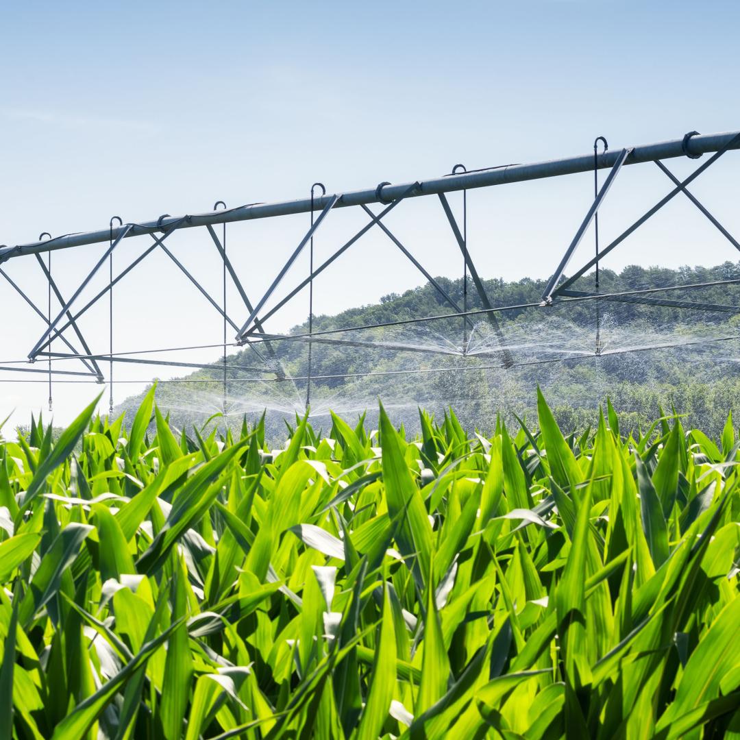 An image of a sprinkler system watering a field of crops