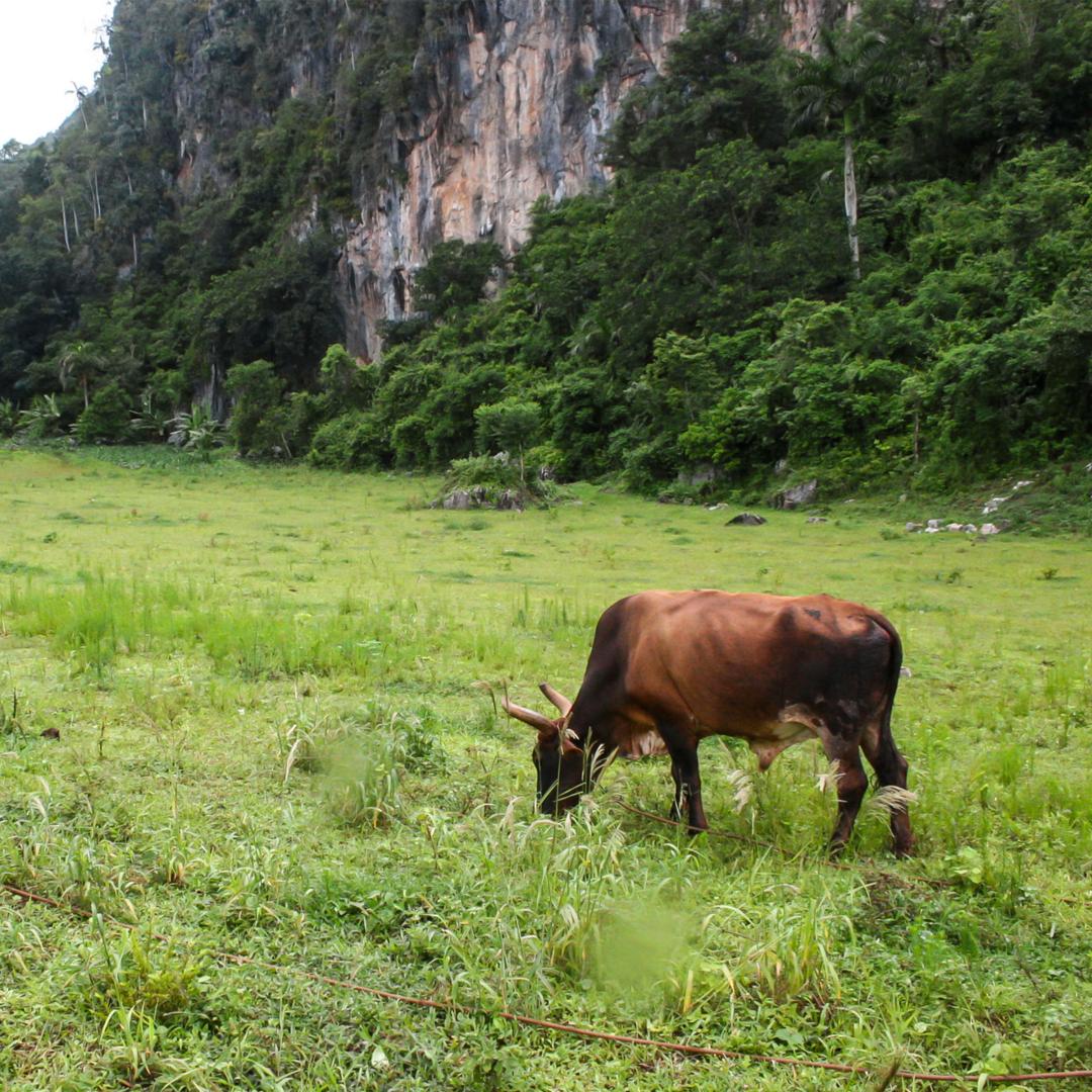 Cow grazing near cliff