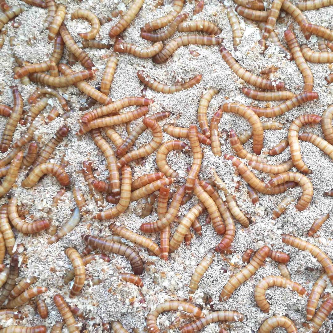 An image of grubs being reared for consumption