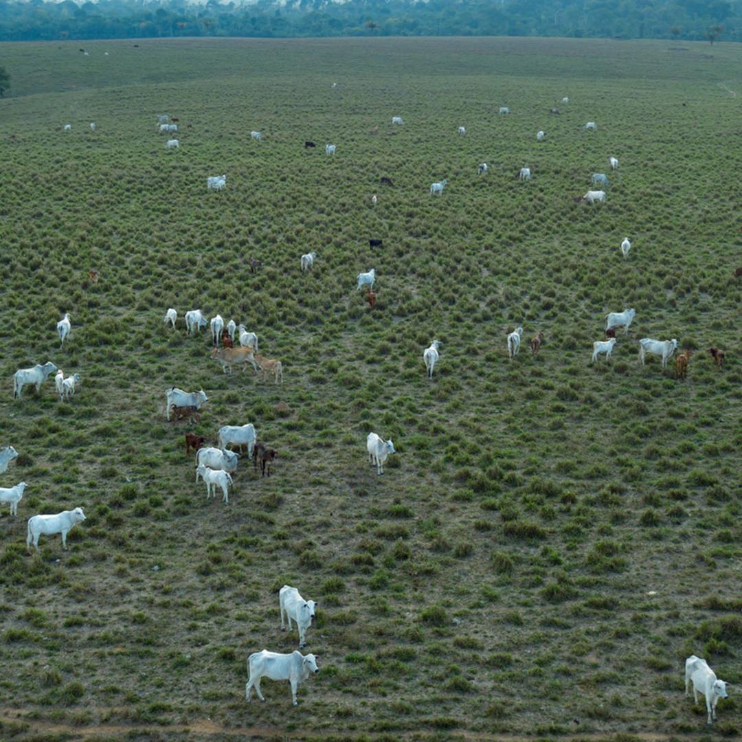 Cattle grazing in the Amazon rainforest in Brazil