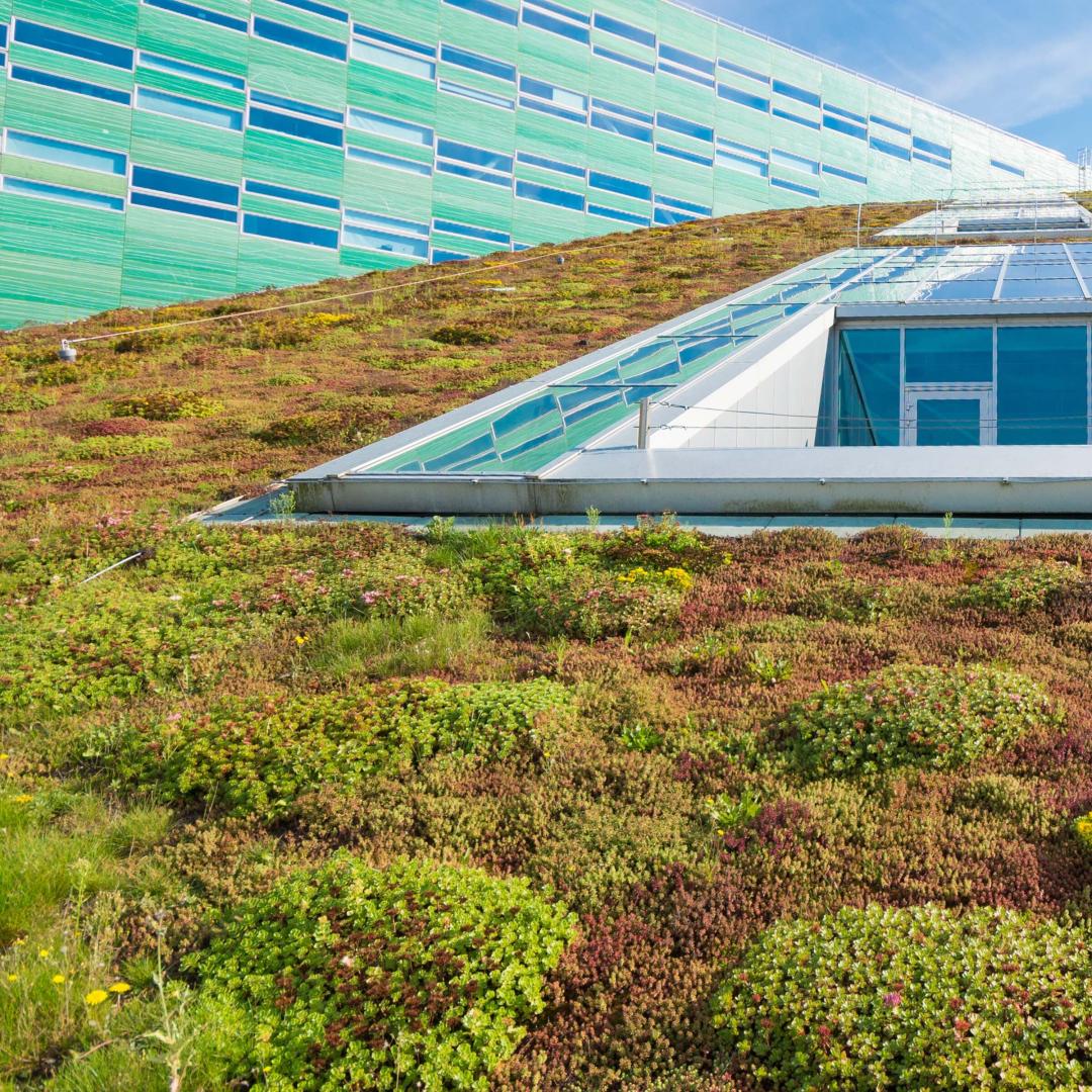 Roof with vegetation