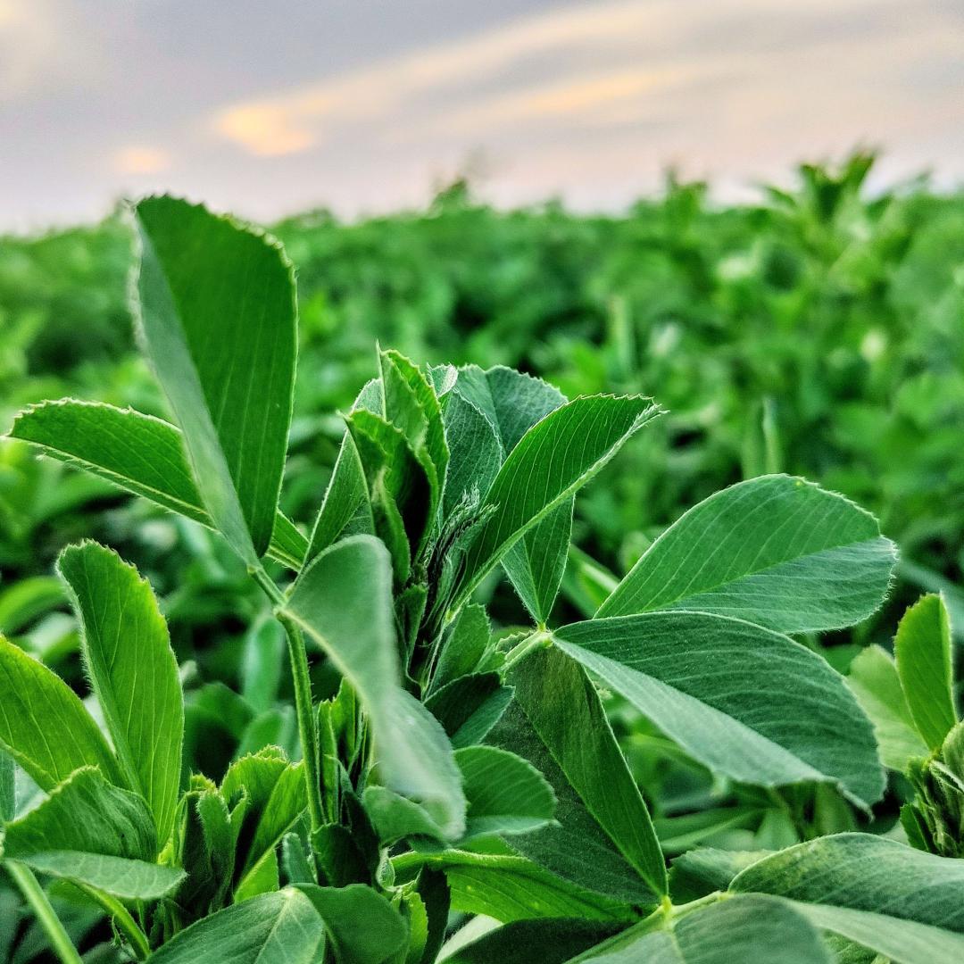 Close-up of alfalfa leaves