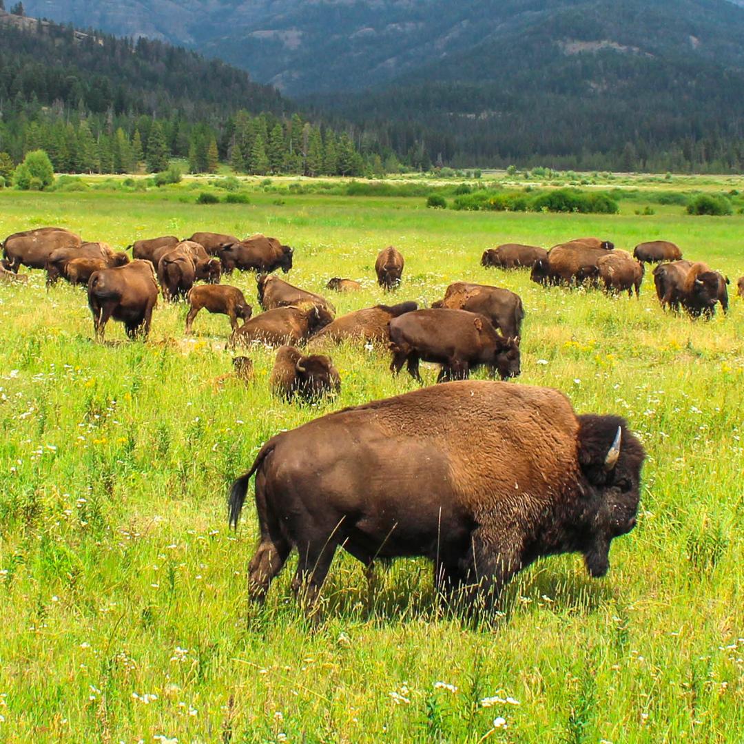 Bison grazing