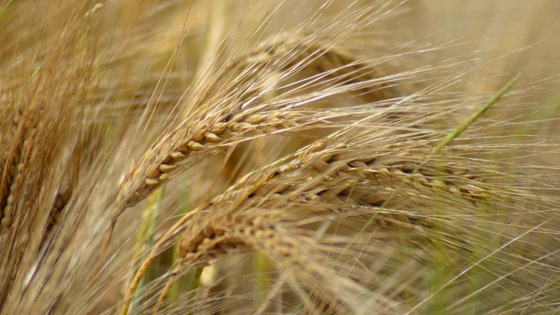 Close-up of grain