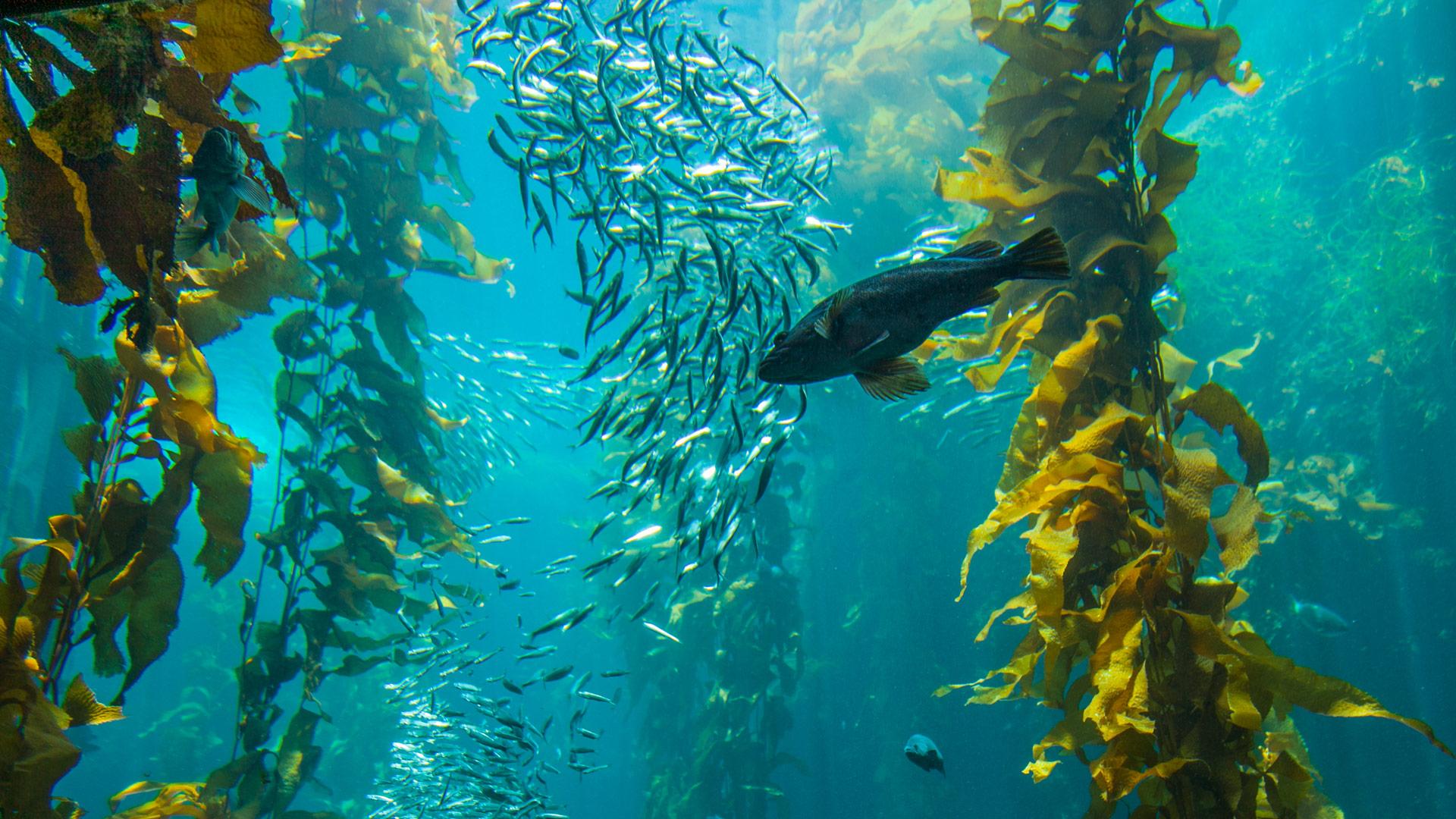Undersea kelp forests