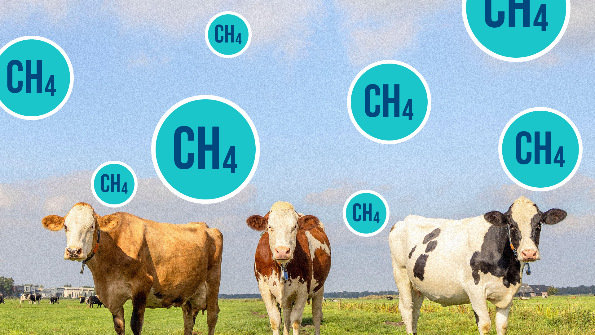 Cows in a field surrounded by bubbles of methane