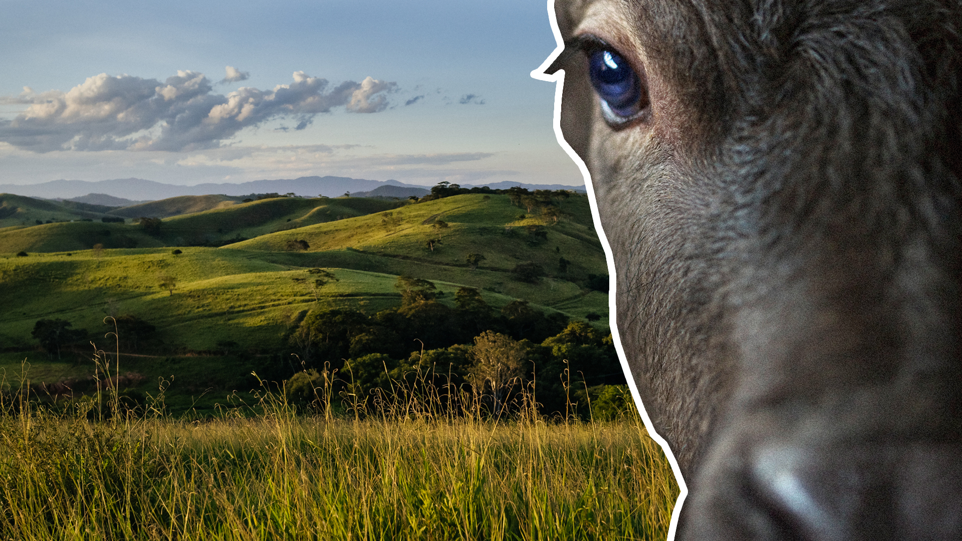 the action research strategy Regenerative grazing