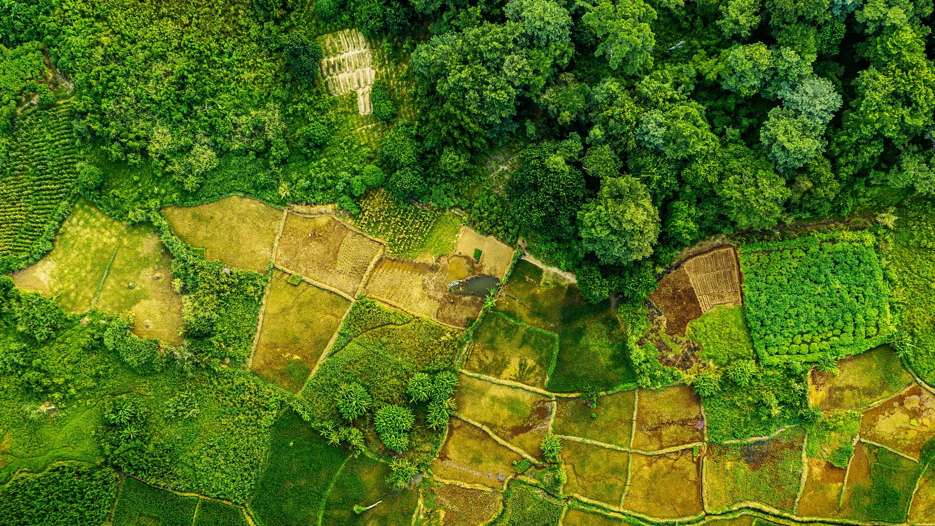 Aerial photo of forests and farmland